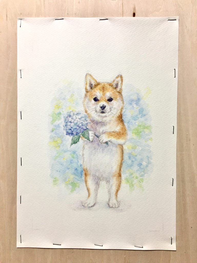 柴犬と紫陽花の水彩画イラスト